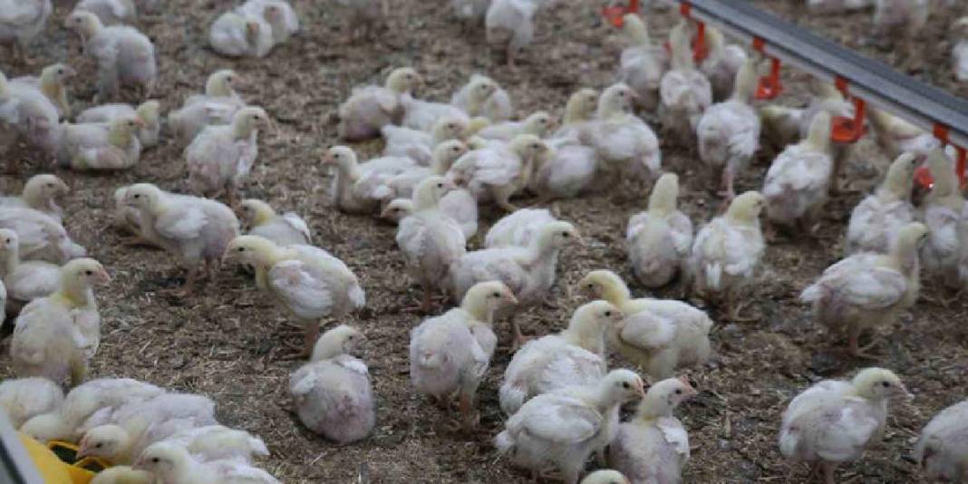 Devlet desteğiyle ikinci çiftliğini açtı: Yılda 360 ton beyaz et sağlıyor 4